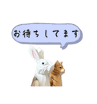 なるべく丁寧な兎と猫（個別スタンプ：16）
