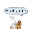 なるべく丁寧な兎と猫（個別スタンプ：17）