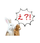 なるべく丁寧な兎と猫（個別スタンプ：18）