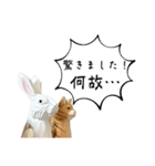 なるべく丁寧な兎と猫（個別スタンプ：19）