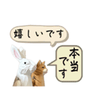なるべく丁寧な兎と猫（個別スタンプ：21）