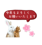 なるべく丁寧な兎と猫（個別スタンプ：23）