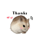 hamster "purin" stamp（個別スタンプ：4）