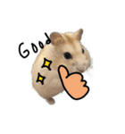 hamster "purin" stamp（個別スタンプ：6）