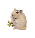 hamster "purin" stamp（個別スタンプ：15）