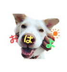 さくら！！（個別スタンプ：1）
