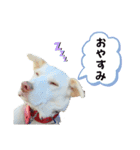 さくら！！（個別スタンプ：6）