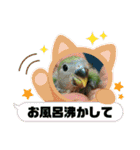 コザクラインコのうめちゃん11-1（個別スタンプ：39）