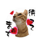 茶とみ日常使い12（個別スタンプ：8）