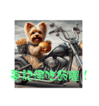 Yorkshire Terrier riding a motorcycle（個別スタンプ：4）