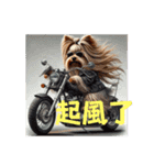 Yorkshire Terrier riding a motorcycle（個別スタンプ：5）