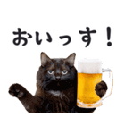 酒ビール！2リアルな猫ミーム（日常）（個別スタンプ：6）