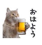 酒ビール！2リアルな猫ミーム（日常）（個別スタンプ：7）