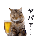 酒ビール！2リアルな猫ミーム（日常）（個別スタンプ：15）