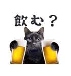 酒ビール！2リアルな猫ミーム（日常）（個別スタンプ：17）