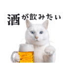 酒ビール！2リアルな猫ミーム（日常）（個別スタンプ：21）