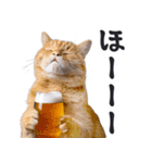 酒ビール！2リアルな猫ミーム（日常）（個別スタンプ：22）