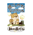 【Big】柴犬・茶色い犬『夏から秋へ』（個別スタンプ：18）