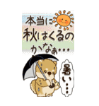 【Big】柴犬・茶色い犬『夏から秋へ』（個別スタンプ：19）