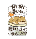 【Big】柴犬・茶色い犬『夏から秋へ』（個別スタンプ：31）