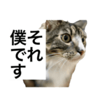 うちのゲベナマ4（個別スタンプ：1）