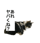 うちのゲベナマ4（個別スタンプ：2）