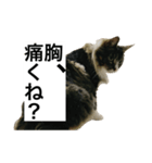 うちのゲベナマ4（個別スタンプ：3）