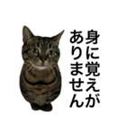 うちのゲベナマ4（個別スタンプ：5）
