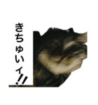 うちのゲベナマ4（個別スタンプ：6）