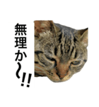 うちのゲベナマ4（個別スタンプ：7）