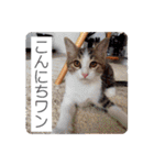 とびちゃん＆つづまるスタンプ（個別スタンプ：2）