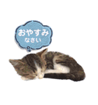とびちゃん＆つづまるスタンプ（個別スタンプ：3）