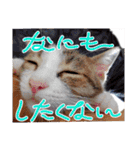 とびちゃん＆つづまるスタンプ（個別スタンプ：10）