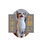 とびちゃん＆つづまるスタンプ（個別スタンプ：13）