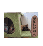 とびちゃん＆つづまるスタンプ（個別スタンプ：15）