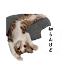 とびちゃん＆つづまるスタンプ（個別スタンプ：20）