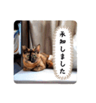 とびちゃん＆つづまるスタンプ（個別スタンプ：21）