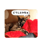 とびちゃん＆つづまるスタンプ（個別スタンプ：25）
