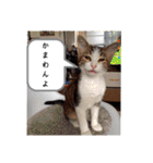 とびちゃん＆つづまるスタンプ（個別スタンプ：29）
