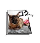 とびちゃん＆つづまるスタンプ（個別スタンプ：33）