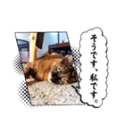 とびちゃん＆つづまるスタンプ（個別スタンプ：34）