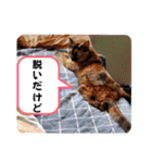 とびちゃん＆つづまるスタンプ（個別スタンプ：35）