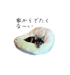 柴犬レンの日常スタンプ（個別スタンプ：1）