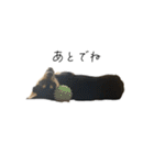 柴犬レンの日常スタンプ（個別スタンプ：2）