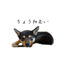 柴犬レンの日常スタンプ（個別スタンプ：3）