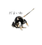 柴犬レンの日常スタンプ（個別スタンプ：4）