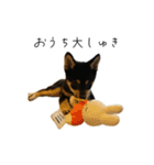 柴犬レンの日常スタンプ（個別スタンプ：6）