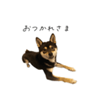 柴犬レンの日常スタンプ（個別スタンプ：11）
