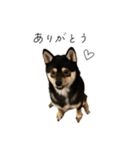 柴犬レンの日常スタンプ（個別スタンプ：13）