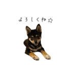 柴犬レンの日常スタンプ（個別スタンプ：15）